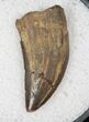 Nanotyrannus Tooth - Montana #13018-1